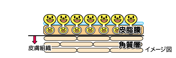 保湿後は皮膚常在細菌が増殖して肌バリアを形成しお肌を守ります