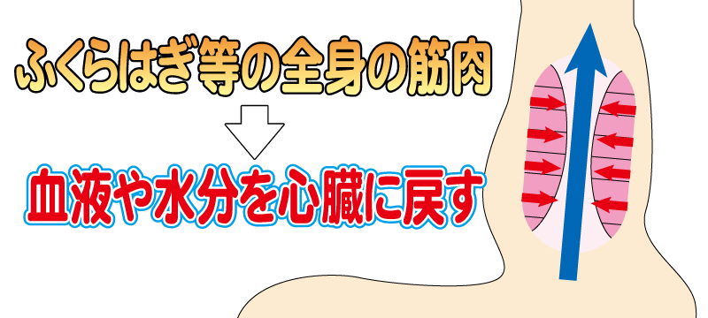 ふくらはぎ等の全身の筋肉は血液や水分を心臓に戻す