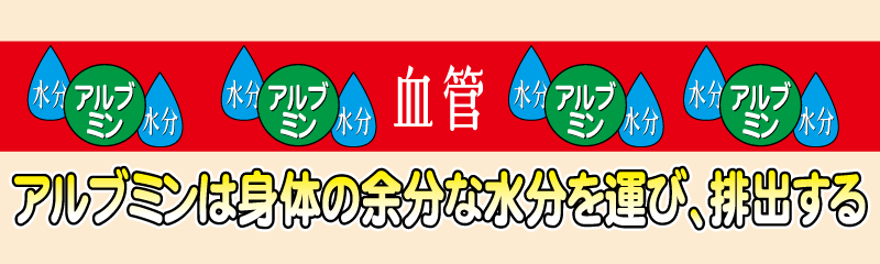 アルブミンが不足⇒余分な水分が溜まる⇒むくみ