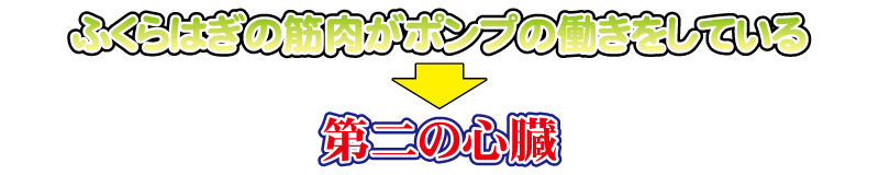 ふくらはぎの筋肉がポンプの働きをしていて第二の心臓と呼ばれています