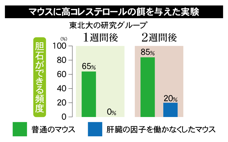 マウスに高コレステロールの餌を与えた実験